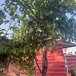 Casa Grande El Calabres